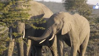 Africa's Wild Animals hungry