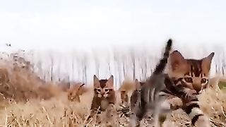 Animal_Fundub_Part_180_????????___Malayalam_Fundub___©Ji_Talkz___Jijith_Elamadu_#