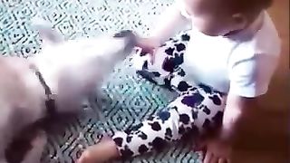 Funny_animals__TRY_NOT_TO_LAUGH_video_#shorts_#funny_#dog_#cat(360p)(1).