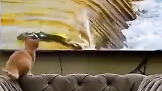 Funny_Animals_2023????_-_Funny_Animals_Compilation_2????_#shorts_#funny_#animals(360p).