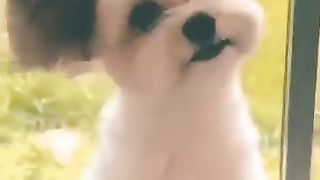 Funny_cats_and_dogs_videos_funniest_animals????_Pettoon????_#viral#shorts#ytshorts#shortsvideo#shortsfeed(360p).