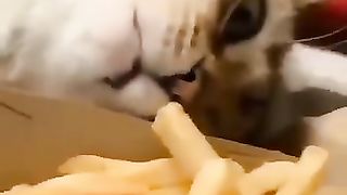 Funny_animals_2023????_-_Funniest_Cats_and_Dogs_Video????????147_#shorts(360p).