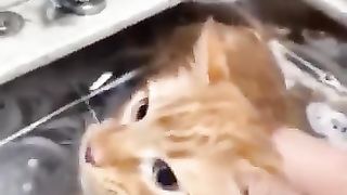 Chats les plus drôles????In_The_World????_Funny_and_Fails_Pets_Video_#shorts_#42_#cats_#