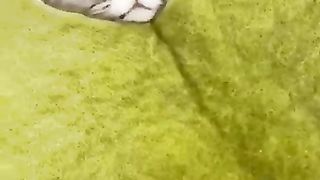 eay_mera_korenani_korenani_niko#shorts_#funny_#animals_#love#comedy#viralvideo(360p).