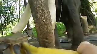 ആ_കുരുത്തംകെട്ട_ചെക്കൻ..._????????___Elephant_Eating_Food_Comedy_Video___Funny_Animals___#shorts(360p).
