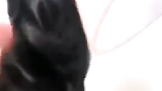 wait_for_end_????_vera_level_animals_comedy_in_tamil_#shorts_#