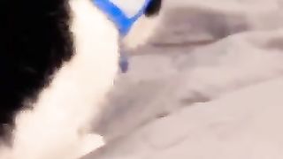 cat___dog_funny_#shorts_#cuteandfunnypets_#funnydogs___#funnyanimals_#funnycats___#funnypetsmoments(360p).