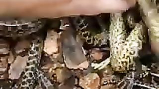 Tiny_Snakes_With_Big_Attitudes_????_#shorts_#animals_#reptile_#snake_#anaconda_#funnyanimals(240p).