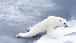 Top_funny_Animals___#200(360p).