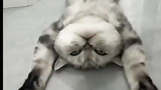 Funny_animals????????????_#catvideos_#cat_#animals_#dogs_#doglover_#short_#funnyanimals(360p).