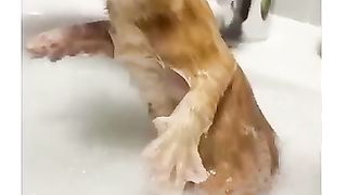 Cats_Being_Cats_????_Funniest_Cats_2023_#funny_#animals_#laugh_#shorts(360p).