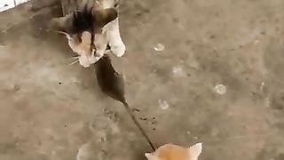 the_end_#shorts_#funny_#animals(360p).
