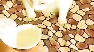 Funny_Animals_2023_????_-_Funniest_Cats_and_Dogs_video_????_????_#shorts(360p).