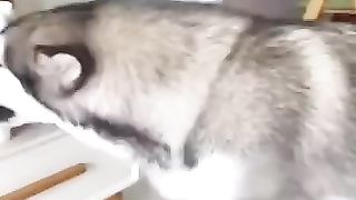 Cute_dog_moments___Part-134__funny_dog_videos_in_Bengali__#shorts_#shortvideo_#funny(360p).