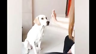 Funny_animals_videos_????????_#shorts_#funny_#short_#youtubeshorts(360p).