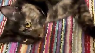 Cuteness_alert_‼️#shorts_#funnyanimals_#cats(360p).