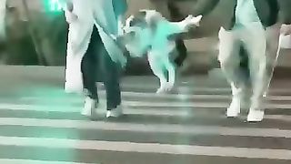 ????CAT_puppy_short????__Animal_Funny__Fly_project_Toca_Toca___#