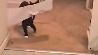 drôle_#shorts_#funny_#animaux(360p).