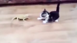 Funny_Animals_Video_Of_The_Day!_Part#42_????????#shorts_#animals_#funny_#dogs_#cats_#laughbestfun(360p).