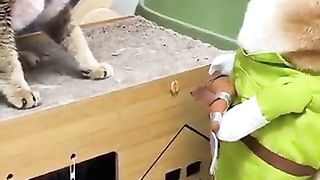 Funny_Cat_and_Dog_Videos_#ytshorts_#funnyanimals_#shorts(360p).