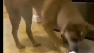 गजब_के_जानवर_है_????????__funny_animals_movements__#shorts_#viral(480p).