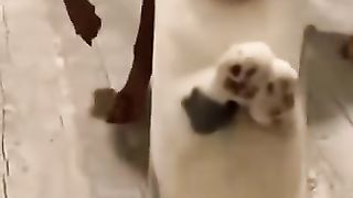 Cat_memes_#3(360p).