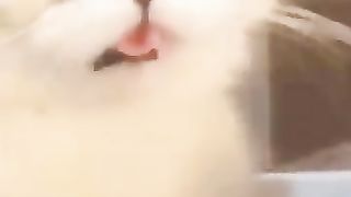 Funny_Animals_82_#shorts_#funny(360p).
