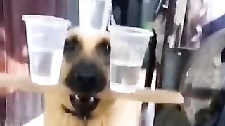 #viral_Animals????????????#funny__#animals_#shots_#comedy_#shorts(360p).