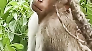 Monkey_funny_video????#shorts_#comedy_#animals_#tamil(240p).