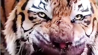 खतरनाक⚠️और_KHOONI????जानवर????__Dangerous????#shorts#youtubeshorts#viral#funny#