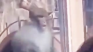 Funny_Animals_83_#shorts_#funny(360p).