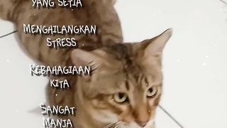 Keistimewaan kucing