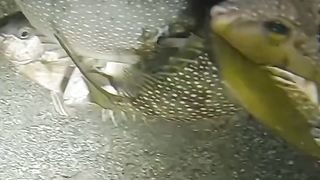 Nangkap ikan langsung di dasar sungai