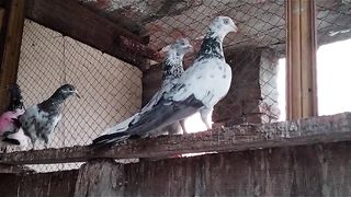 Beautiful  golden pigeon breeder pair best flying