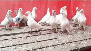 Beautiful pigeon breeder pair best flying 9