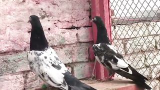 Beautiful pigeon breeder pair best flying 10