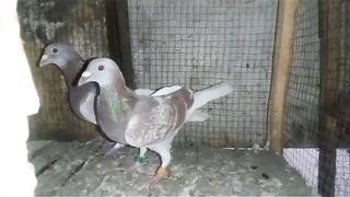 Amber sria pigeon beautiful breeder pair