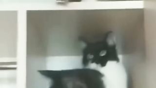 Funniest Cats and Dogs ???????? | Funny Animal Videos #2