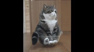 LOLCATS - PAROLE DE CHAT