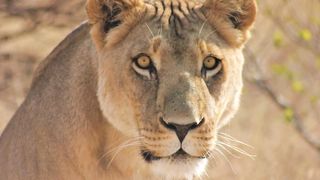 What Happens When Male Jaguar Mate with Female Lion