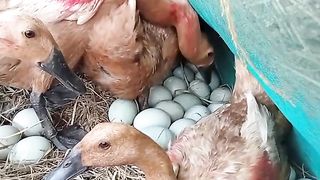 duck egg