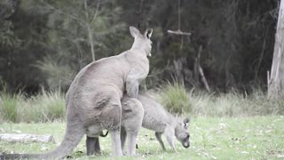 Australian Wildlife: Mating Kangaroos