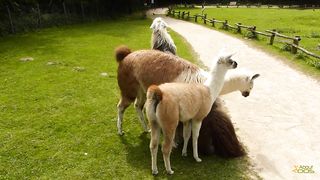 endeavours within the herd of lamas at Rheine NaturZoo