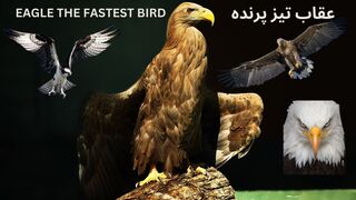 The Relax | The Eagel | The fastest Bird |Beauty of Eagle| Birds beauty
