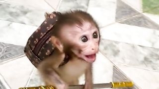 Monkey funy, Have Fun????????