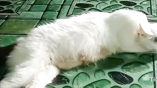 kucingnya rebahan tambahan kelihatan lucunya