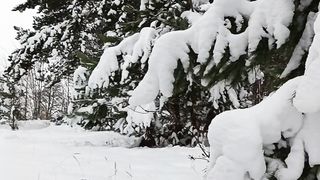 Winter Forest