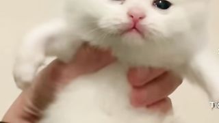 lihatlah kucing ini saat melihat  majikannya bawa selingkuhan