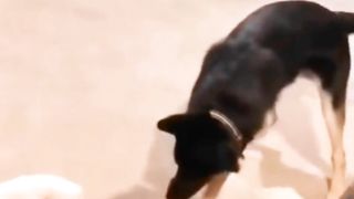 Funny cat and dogs????