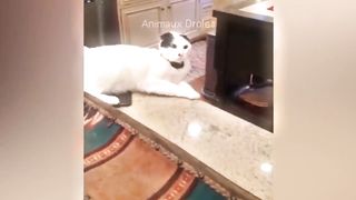 Essayer De Ne Pas Rire ???? Meilleurs Chiens et Chats Drôles ???????? 2